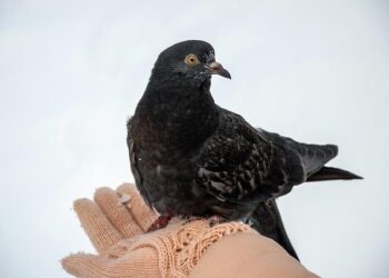 Managing Canine Ear Infections at Home: What Works, What Doesn’t, and Why Your Vet Still Matters