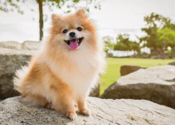 How to Find Your Perfect City Dog: A Smarter, Breed-Free Approach