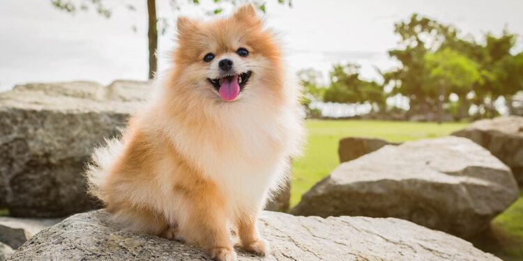 How to Find Your Perfect City Dog: A Smarter, Breed-Free Approach