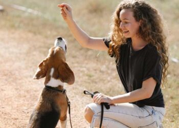 Mastering the Perfect Walk: Top Leash Training Tools for a Happy, Well-Behaved Dog