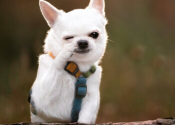 Heal Your Dog’s Skin from Within: A Vet’s Guide to Lasting Relief and Radiant Health