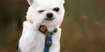 Heal Your Dog’s Skin from Within: A Vet’s Guide to Lasting Relief and Radiant Health