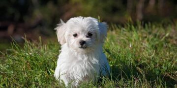 Why I Switched My Dog to Cold-Pressed Food – A Vet’s Guide to the Best Options in the UK