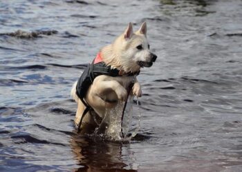 The Scary Truth About My Dog’s “Cooling” Vest – And the Aerospace Breakthrough That Saved His Life