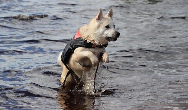 The Scary Truth About My Dog’s “Cooling” Vest – And the Aerospace Breakthrough That Saved His Life