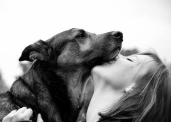How to Find the Perfect Comfort Dog by Creating Your Own Comfort Ecosystem