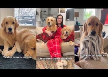 How My Golden Retriever Wrecked My Home – and Transformed My Life