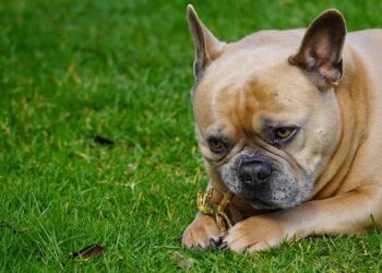 Unlocking the Truth About Canine Dental Chews: How to Choose Safe and Effective Options Backed by Science