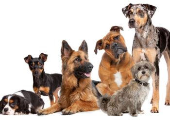 How My Shedding Dog and a Mountain of Broken Vacuums Changed My Life