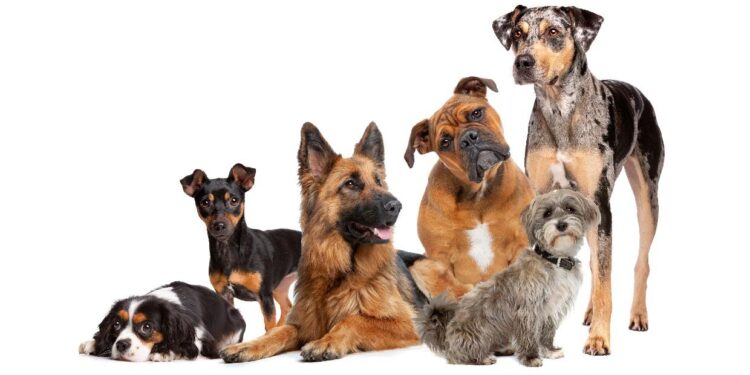 How My Shedding Dog and a Mountain of Broken Vacuums Changed My Life