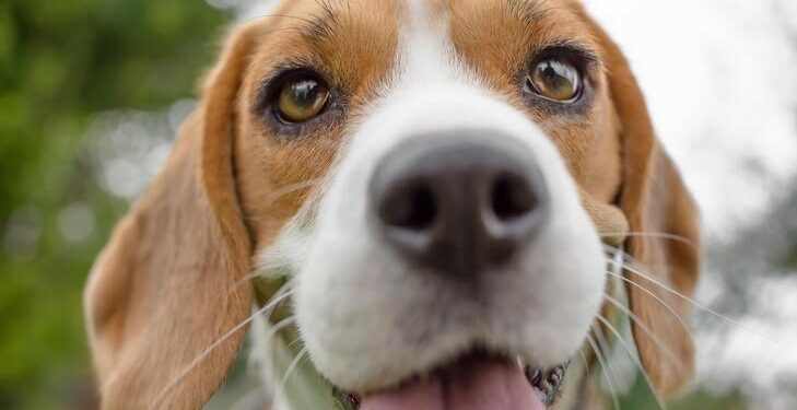 Unleashing the Truth: What My Dog’s Gut Taught Me About Worms and Deworming