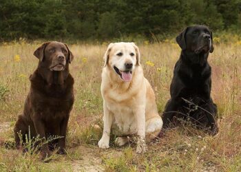 Cracking the Labrador Diet Code: The Real Reason Your Dog Struggles with Weight and the Science That Can Help