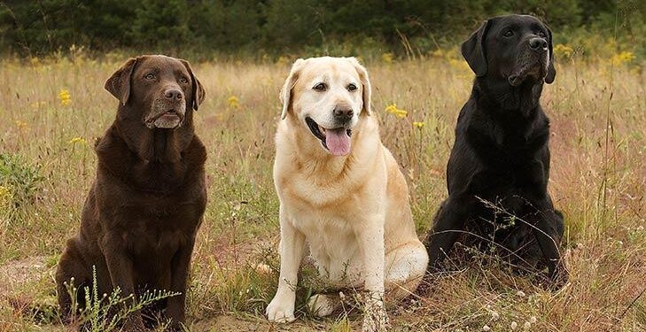 Cracking the Labrador Diet Code: The Real Reason Your Dog Struggles with Weight and the Science That Can Help