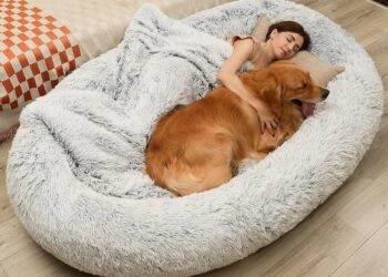 The Chihuahua’s Quest: My Journey to Discovering the Ultimate Dog Bed
