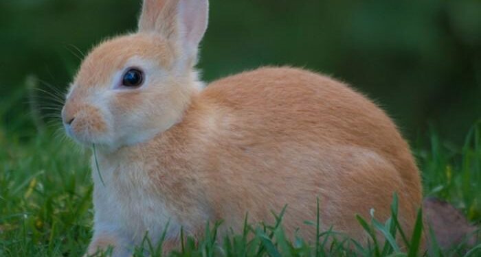 The Hunched Rabbit: Uncovering the Hidden Language of Silence