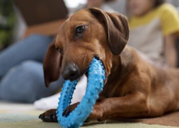 The $4,000 Lesson: What My Dog’s Broken Tooth Taught Me About Truly Safe Chew Toys