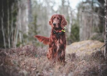 From Shock Collars to Silent Signals: How I Unlocked a New Way to Communicate with My Hunting Dog