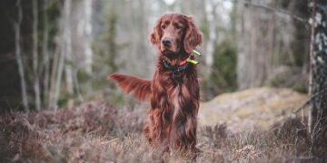 From Shock Collars to Silent Signals: How I Unlocked a New Way to Communicate with My Hunting Dog