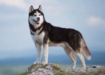 How My Husky’s Allergy Struggle Led Us to the Hidden Immunity Fix That Changed Everything