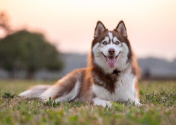 Unleashing the Legacy of the Siberian Husky: A Deep Dive into an Ancient Breed