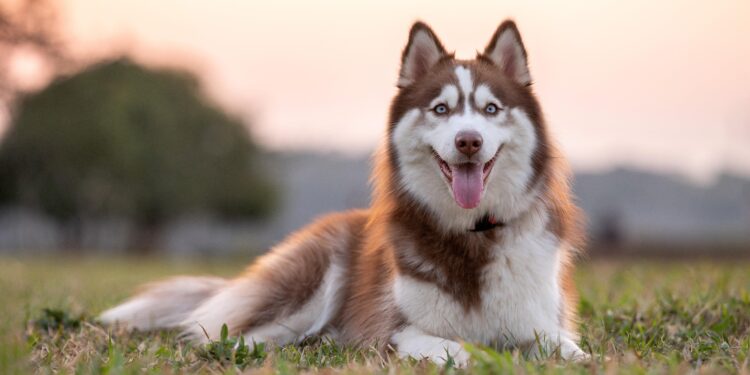 Unleashing the Legacy of the Siberian Husky: A Deep Dive into an Ancient Breed