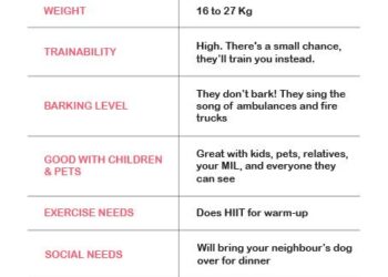 Unlocking the Secrets to a Healthy Siberian Husky: The Ultimate Weight and Wellness Guide