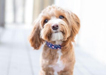 Rethinking Dog Breeds: A Holistic Path to Sustainable Canine Care