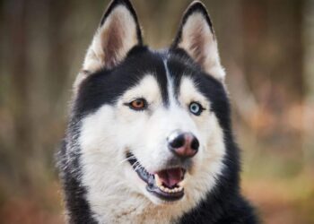 Why I Ditched Every Husky Harness and Started Training Like a Rock Climber