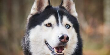 Why I Ditched Every Husky Harness and Started Training Like a Rock Climber