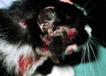 How Spycraft Saved My Cat: The Shocking Truth About Feline Food Allergies I Learned the Hard Way