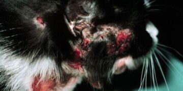 How Spycraft Saved My Cat: The Shocking Truth About Feline Food Allergies I Learned the Hard Way