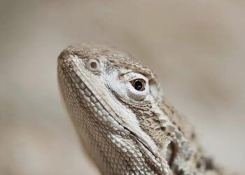 Rethink Bearded Dragon Hides: The Surprising Truth and How to Get It Right