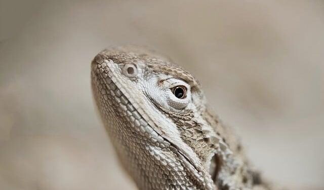 Rethink Bearded Dragon Hides: The Surprising Truth and How to Get It Right