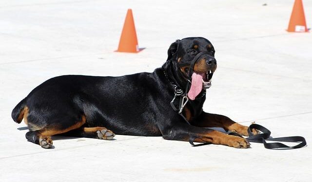 Silence the Bark: A Behaviorist’s Guide to Calmer, Happier Big Dogs