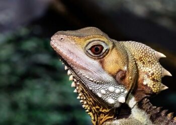 What to Do When You Find a Lizard: A Kind-Hearted Guide for Curious Observers