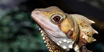 What to Do When You Find a Lizard: A Kind-Hearted Guide for Curious Observers