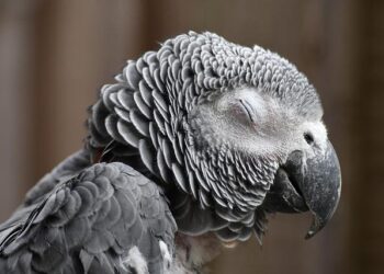 The Uncaging: How I Learned to Live in Harmony with My Parrot
