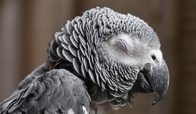 The Uncaging: How I Learned to Live in Harmony with My Parrot