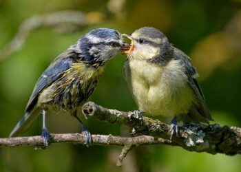 The Ambassador’s Guide: The Surprising Truth About Bird Care and How to Attract a Thriving Flock