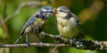 The Ambassador’s Guide: The Surprising Truth About Bird Care and How to Attract a Thriving Flock