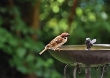 Transform Your Garden into a Sanctuary: The Ultimate Guide to Choosing and Caring for the Perfect Bird Bath