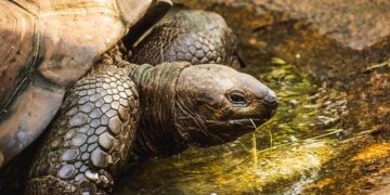Mastering Russian Tortoise Care: The Ultimate Guide to Husbandry and Conservation