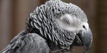 Unlocking Real Talk: How to Build Meaningful Conversations with Your Parrot