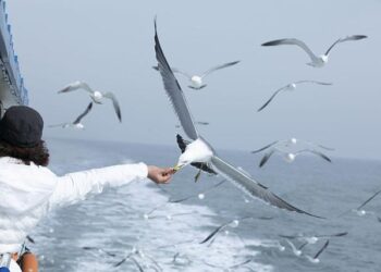 Cracking the Kitten Code: My Journey Through Feline Nutrition and the Ultimate Feeding Blueprint