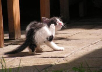 How to Stop Kitten Scratching: Expert Tips to Save Your Furniture and Raise a Happy Cat