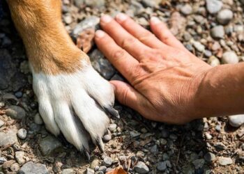 How My Dog Turned Heeling into a Heartfelt Connection