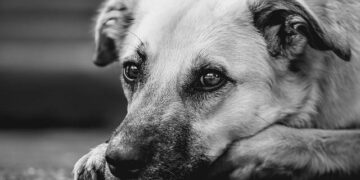 Unlocking a Calm Dog: Why True Connection Matters More Than Training