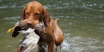 Unleashing Strength: The Ultimate Guide to Raising a Resilient Bully Breed Dog