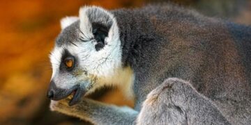 The Ultimate Guide to Choosing the Best Calming Chews for Your Cat