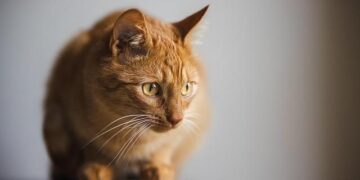 The Kitten Blueprint: Ditch Discipline and Create a Peaceful, Happy Home